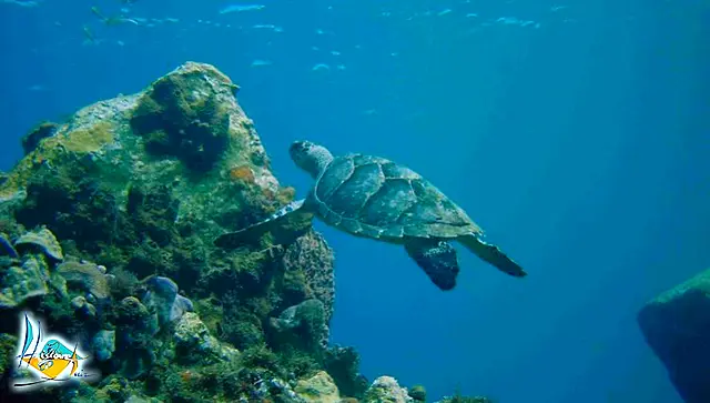 Une tortue marine nageant au-dessus du récif