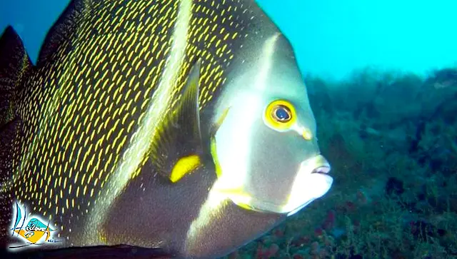 Un banc de poissons colorés au-dessus d’un fond de gros blocs