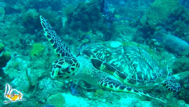 Une tortue marine au-dessus d’un fond corallien turquoise
