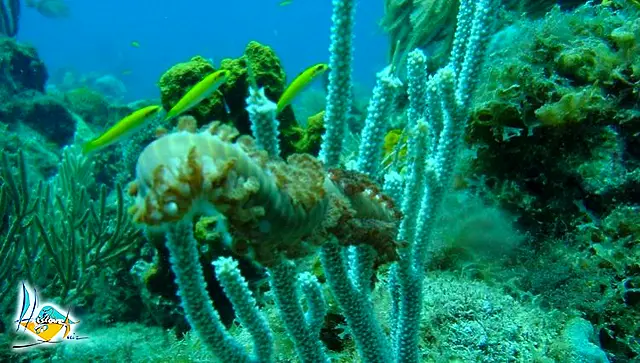 A seabed alternating pale sand and coral heads