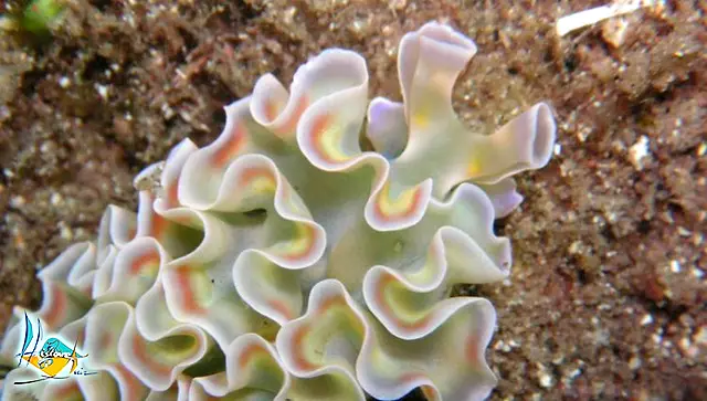 Une limace de mer blanche aux bords ondulés, posée sur le fond