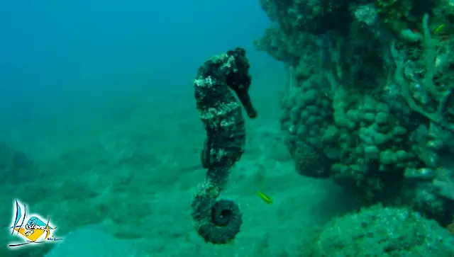 Une tortue au-dessus d’un fond sombre