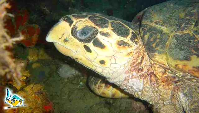 Une tortue marine photographiée de très près