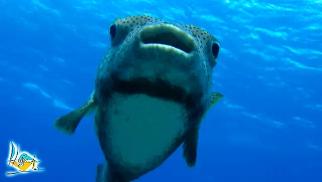 Une tortue verte au-dessus d'un fond sous-marin
