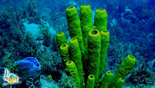 Un fond corallien coloré dans une eau claire