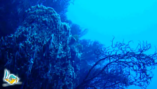 Un tombant sous-marin plongeant dans le bleu