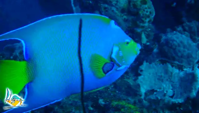 Un poisson-ange bleu vif marqué de jaune, devant le corail