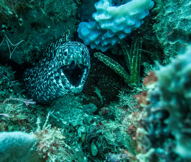 A colourful coral plateau full of fish