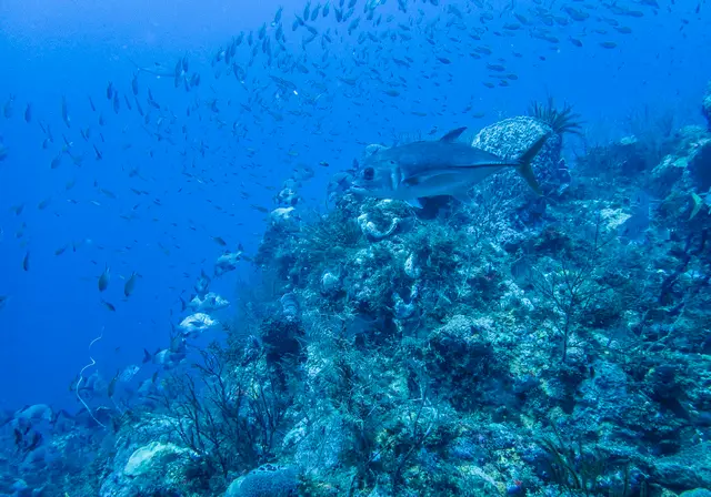 An underwater rock passage crossed by light
