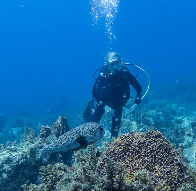 Un relief rocheux sous-marin dans le bleu, entouré de poissons
