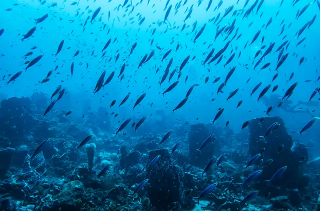 Une arête rocheuse sous-marine entourée de bancs de poissons