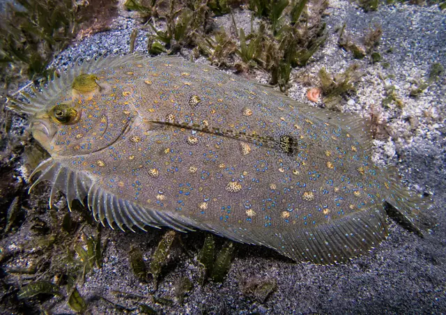 Des éponges colorées sur un fond rocheux