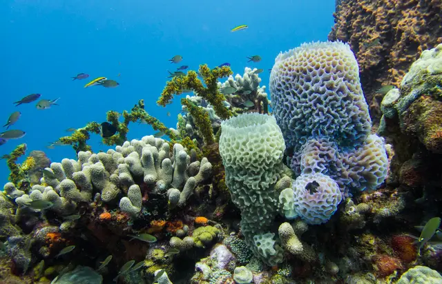 Un tombant corallien peu profond avec des poissons