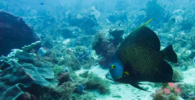 Un tombant sous-marin longé par des bancs de poissons
