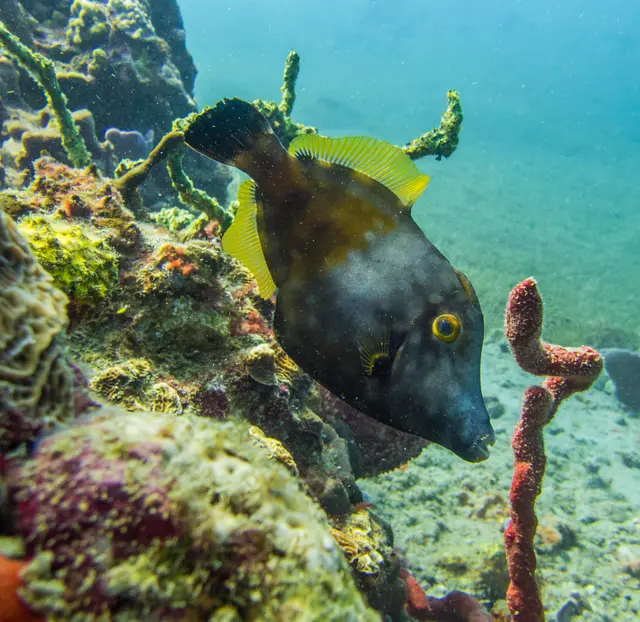 Un poisson au corps sombre marqué de jaune, devant les éponges du récif