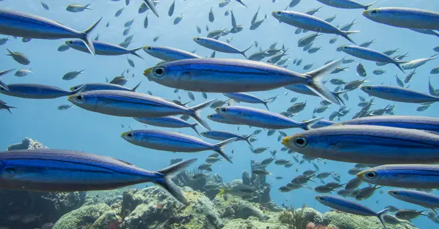 Un banc de poissons argentés en pleine eau, au-dessus du récif