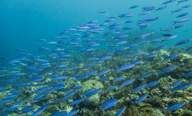 Un fond sous-marin peuplé de poissons