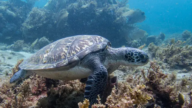 Une tortue marine posée sur un fond de récif