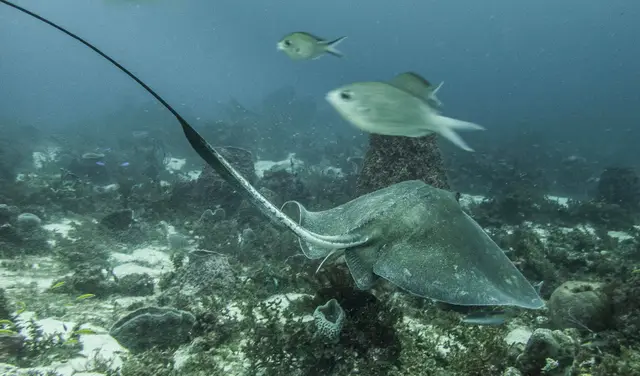 Une raie glissant au ras du fond, un poisson au-dessus d’elle
