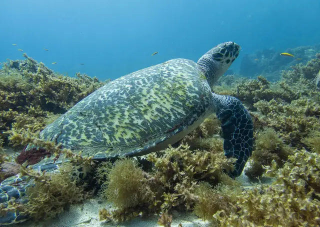 A turtle settled on a pale sandy bottom