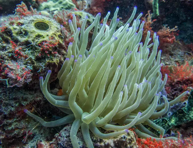Une structure métallique immergée couverte de vie marine