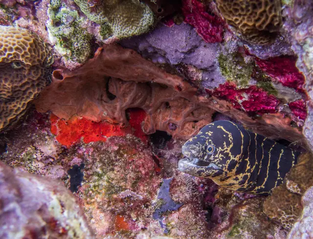 A moray eel looking out of a colourful reef, among red sponges and corals